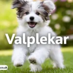 valplekar